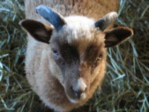 Buckaroo Shetland from Blind Faith Farm