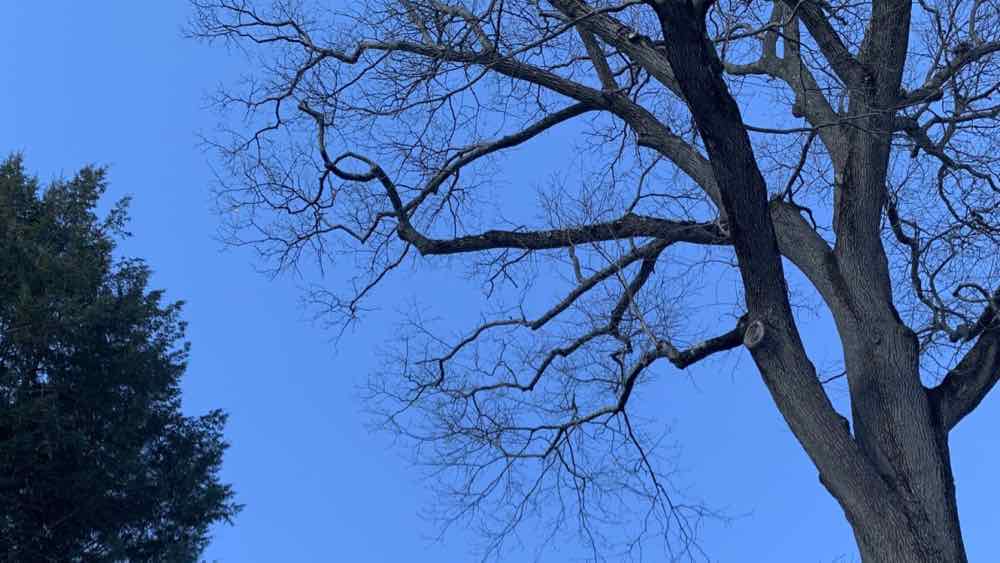 Blue skies above winter oak tree in Melrose, MA